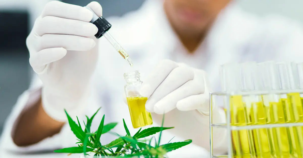 CBD Extraction - CO₂ vs Solvent Methods | Partnered Process