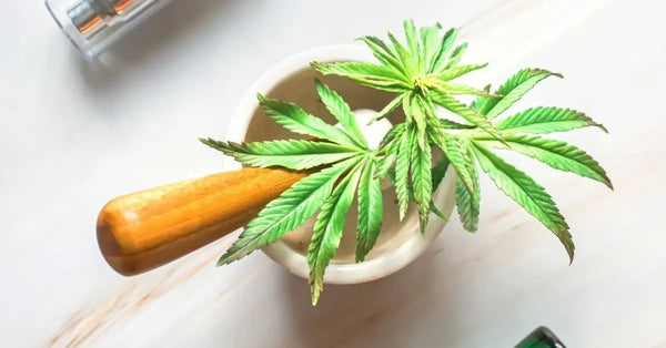 CBD Topicals 101: A Beginner's Guide