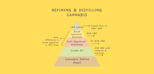HOW WE GET FROM CANNABIS TO CBD ISOLATE, AND EVERYTHING IN-BETWEEN
