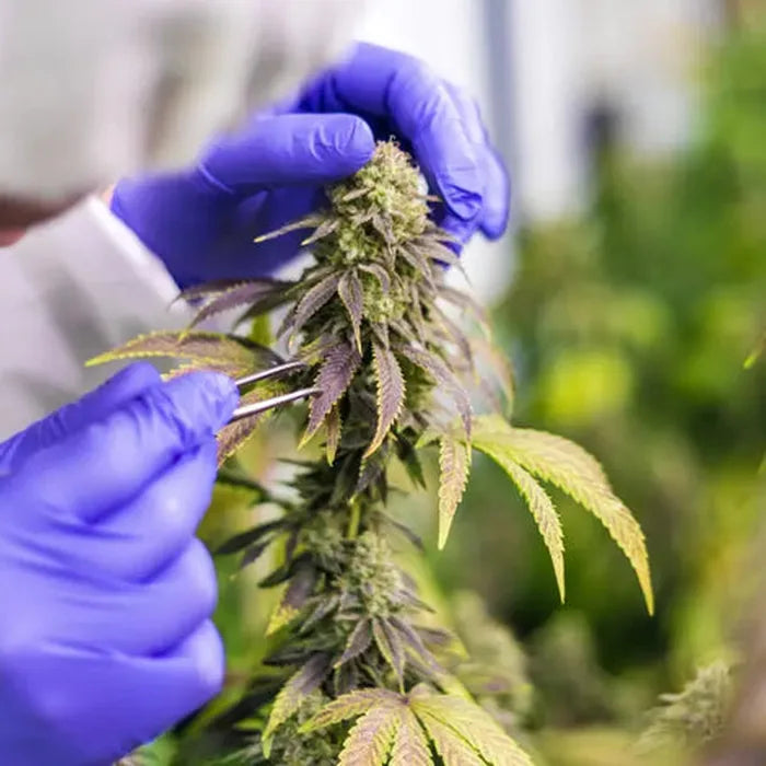 White Label vs Private Label CBD