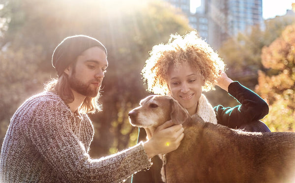 Should I give my dog/cat CBD? CBD for pets