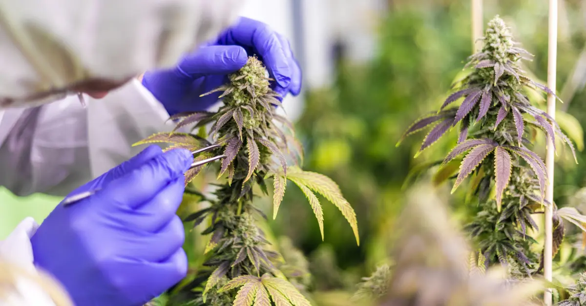 Best extraction method for CBD starts with inspecting mature hemp flowers in cultivation lab.