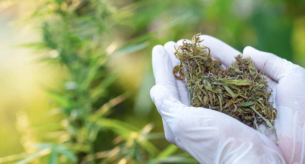 What is hemp toll processing?